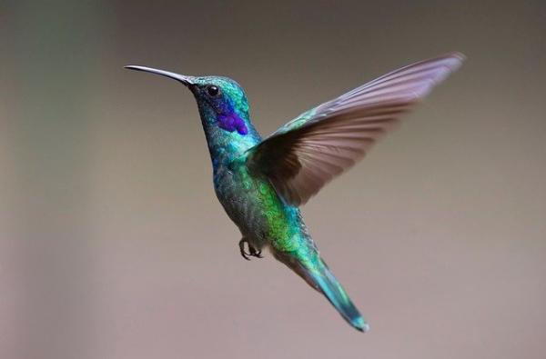 Image for event:  Hummingbirds--How to Attract and Keep Them Returning