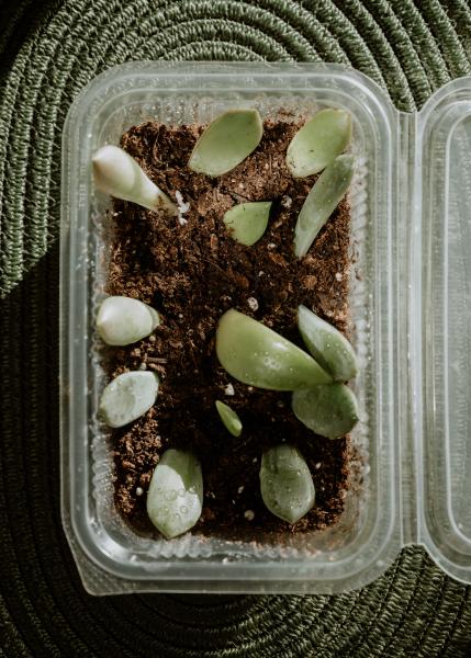 Image for event: Plant Propagation How-tos