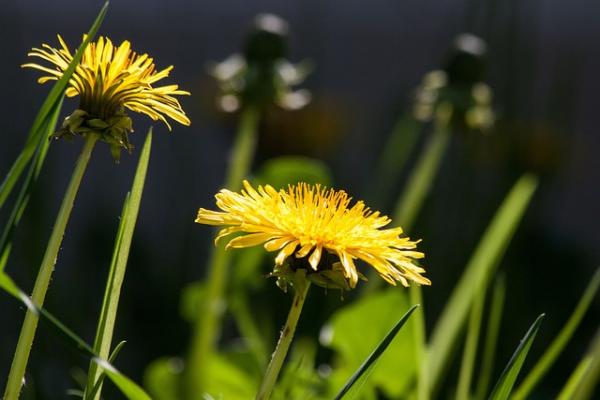 Image for event: Weeds in your Garden?