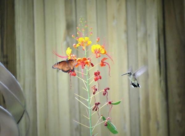 Image for event: Container Gardening for Hummingbirds and Butterflies 