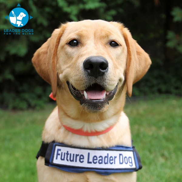 Image for event: Leader Dogs for the Blind