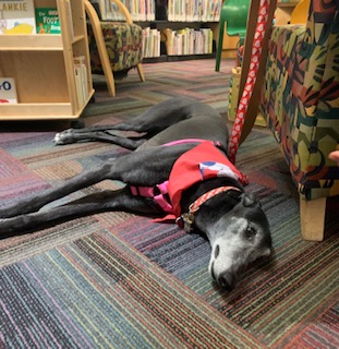 Image for event: Read to Speedy the Library Dog