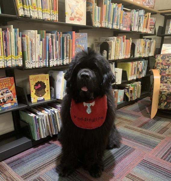 Image for event: Read to Paddington the Library Dog