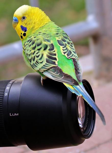 Image for event: Bird Photography